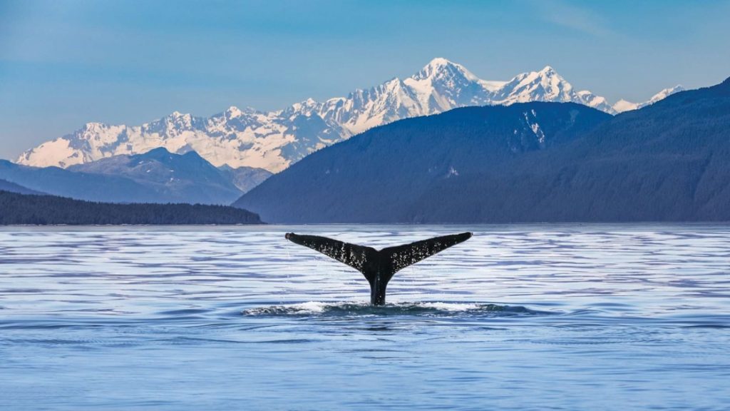 Dark whale tail sticks out of calm waters with forested hills in the foreground and snowy peaks in the background on the Alaska Explorer land and sea tour.