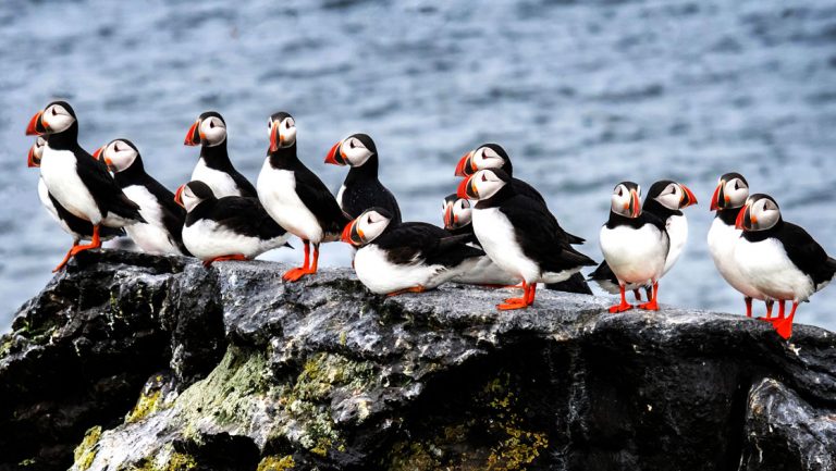 Flock of puffins sit atop a rock with ocean behind during the Icelandic Mosaic cruise.
