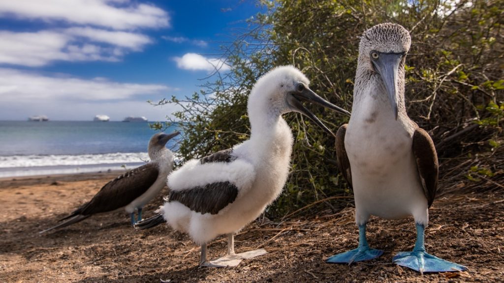 Blue-footed booby parents with chick, with blue feet, brown & white feathers & long beaks, standing on shore on a sunny day in Galapagos.