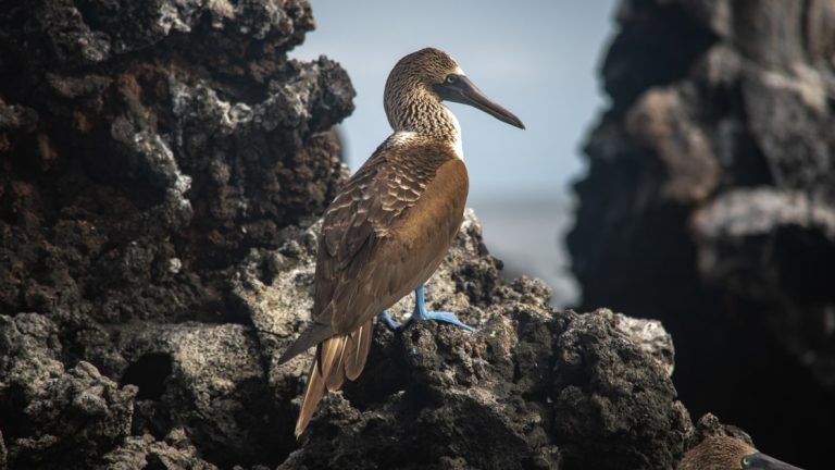 Blue-footed booby bird with blue feet, long beak & brown feathers stands on rocky outcrop during an Endemic Galapagos cruise.