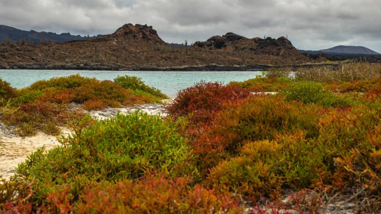 Bright green, red & orange bushes line a white-sand path towards aqua ocean with dark hill in the background, on Endemic Galapagos cruises.