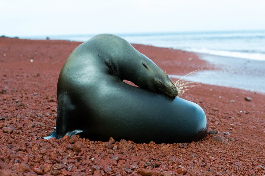 A playful Galapagos Islands animal, the sea lion bends it's head backwards stretching as it sits on the red sand beach of Rabida island.
