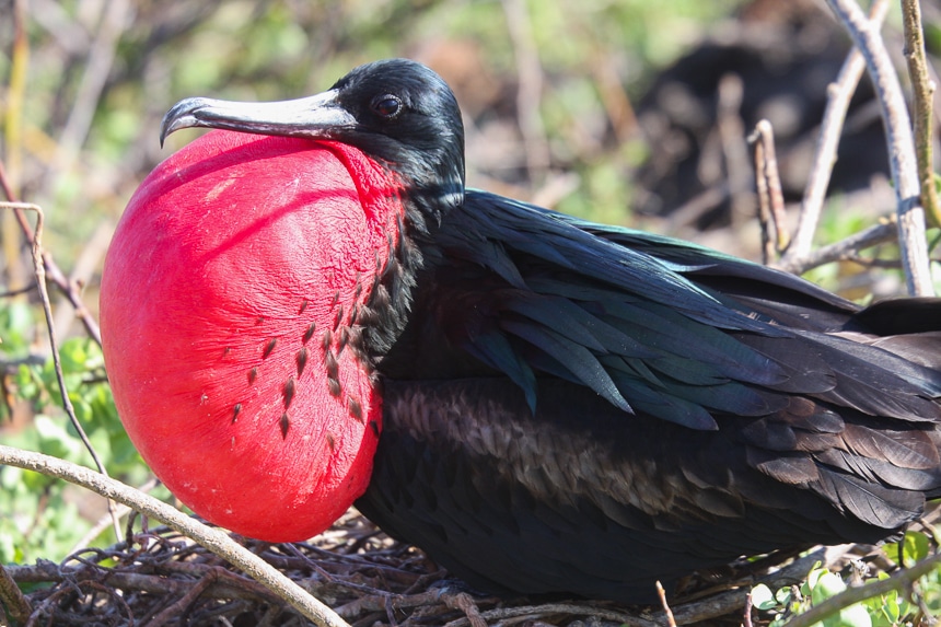 A Galapagos islands animal the all black male frigatebird sits in a nest with his large red throat pouch inflated like a balloon.