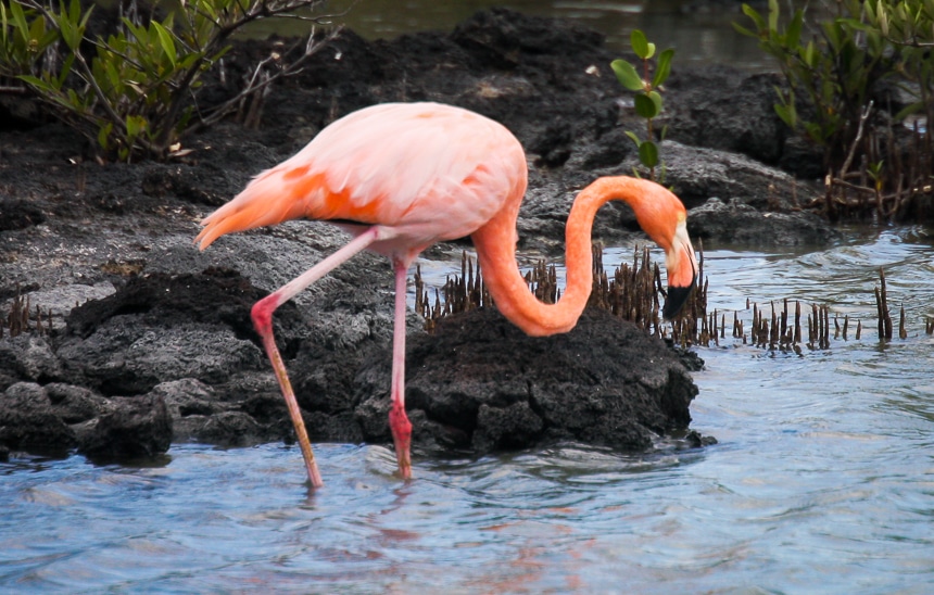 The Endangered Galapagos Island bird, the American flamingo. Shades of pink feathers and legs with a black tipped beak.