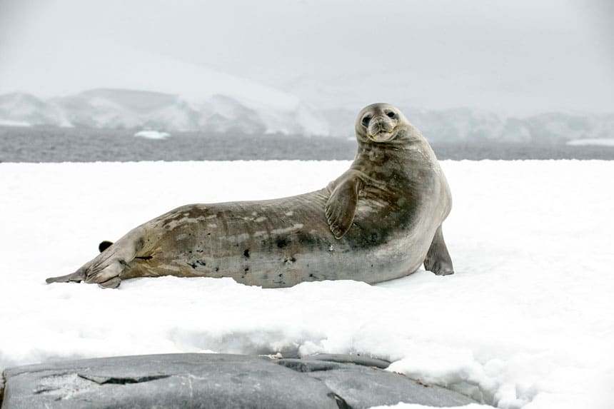 grote, lange weddell zeehond met grijze gevlekte huid zit bovenop de sneeuw op een mistige dag in Antarctica