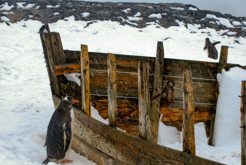 pinguim gentoo preto com bico laranja fica na frente de um barco abandonado em um dia de neve. A história é uma resposta para por que ir para a Antártica.