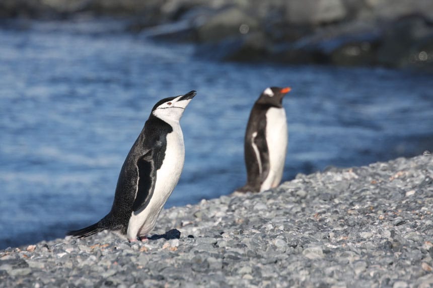 en hakestropp en gentoo pingvin står ved vannet på en steinete strandlinje, den tidligere med en hvit hake svart nebb sistnevnte med svart hake en oransje nebb.