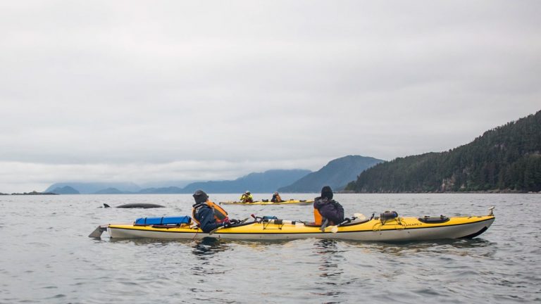 2 yellow tandem kayaks sit in calm water as paddlers watch a whale surface above the water on a cloudy day during the Alaska Odyssey.