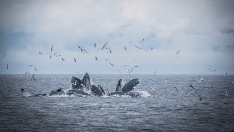 Pod of whales breach above the water, bubblenet feeding, as birds fly above on a cloudy day during the Alaska Odyssey cruise.