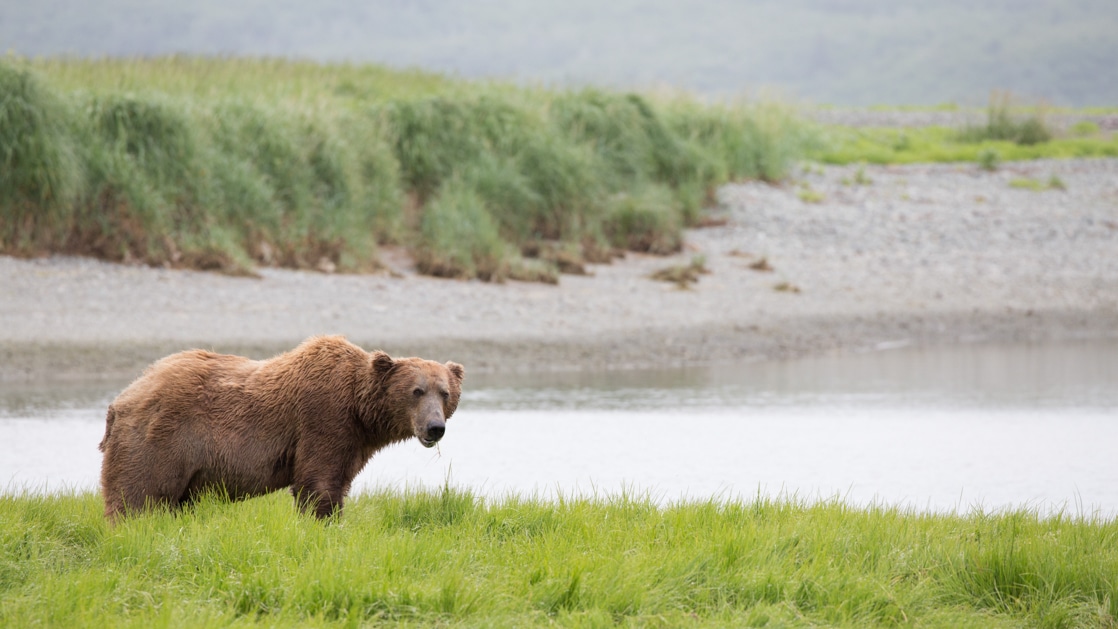 Brown grizzly bear stands among bright green grass beside still water & pebble-strewn shoreline, seen on Kodiak Island, Alaska.