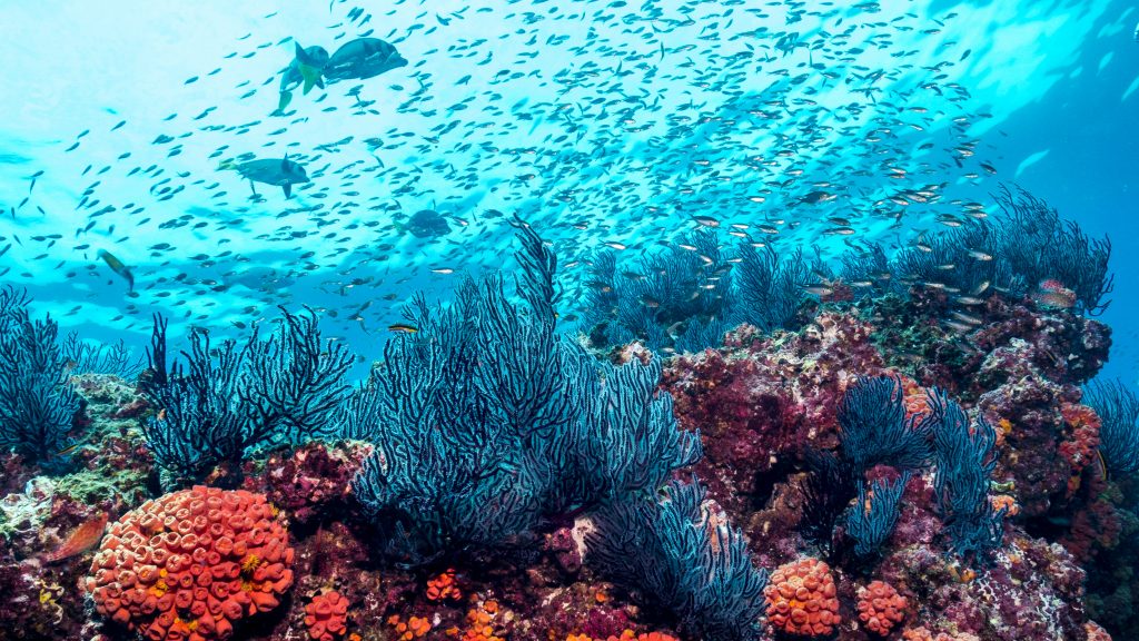 Colorful coral reef with red, orange & aqua marine features, looking up tp water's surface with a school of fish swimming above.