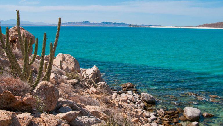 Looking out to turquoise sea from a rocky shoreline with boulders & a green cactus during the Baja California & Sea of Cortez Odyssey.