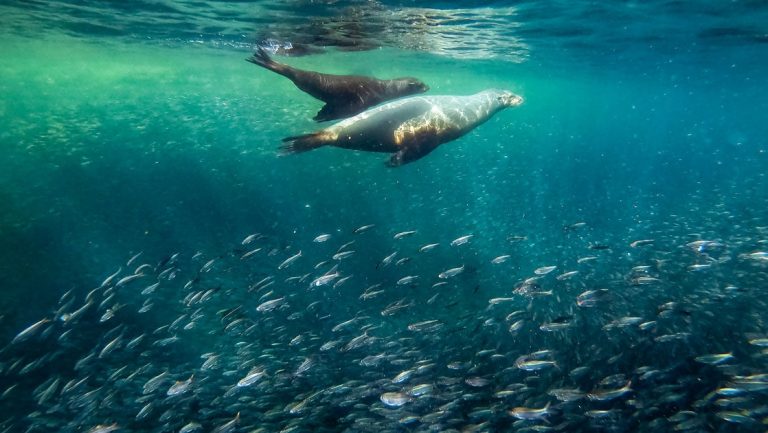 A pair of sea lions swim above a silvery school of fish in turquoise green waters during the Baja California & Sea of Cortez Odyssey.