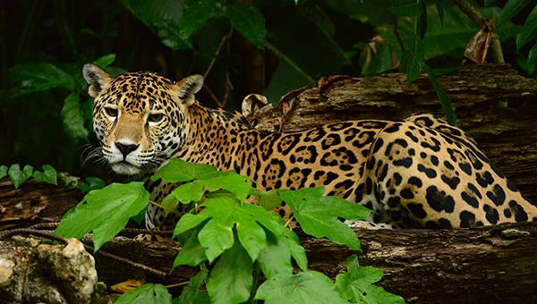 close up of Jaguar seen among green leaves in Belize