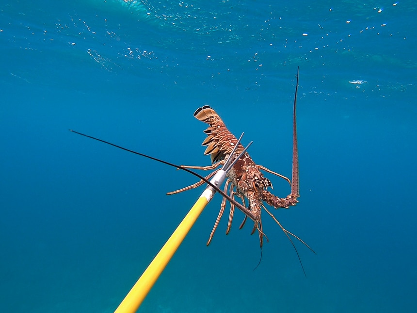 A yellow pole spear tool is shown holding a freshly caught red and orange lobster from the Belize barrier reef.