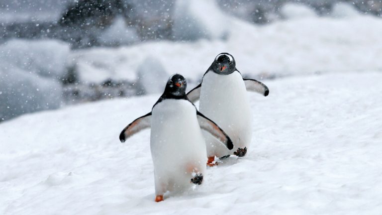 Pair of gentoo penguins with white bellies & black heads walk over snow during a cruise from Chilean fjords to Antarctica