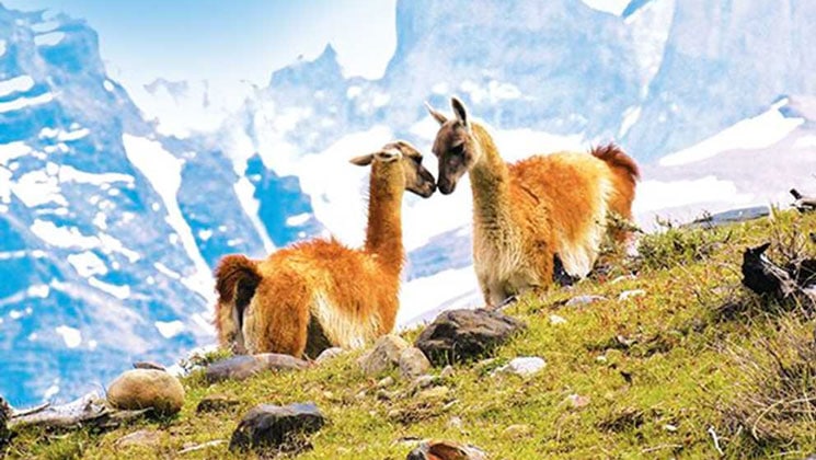 Pair of guanacos with white & tan fur touch noses atop a rocky & grassy hillside, seen during an Antarctica Chile cruise.