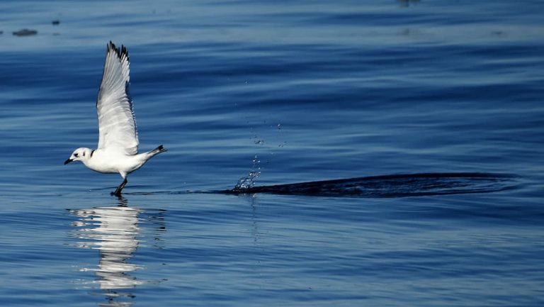 White sea bird takes off from deep blue water during Le Commandant Charcot Northeast Greenland Voyages.
