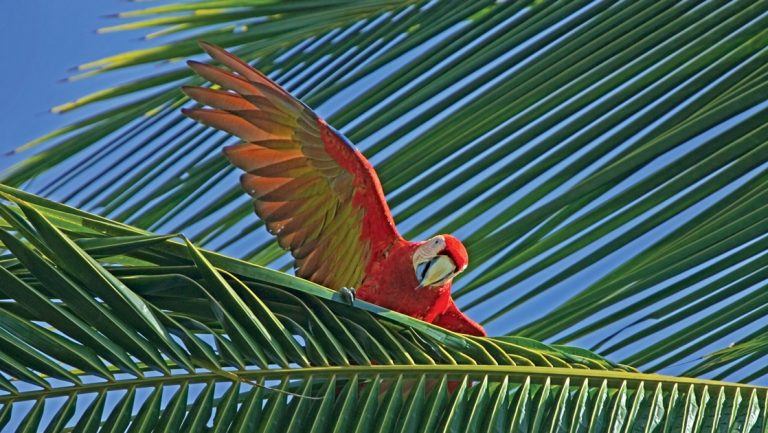A bright red, yellow and orange macaw bird stretches its wings as it perches on a green palm tree leaf in Costa Rica.