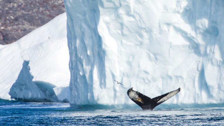 Whale fluke slips back into the water in front of a large white iceberg, seen during a sunny day on the Wild Greenland Escape voyage.