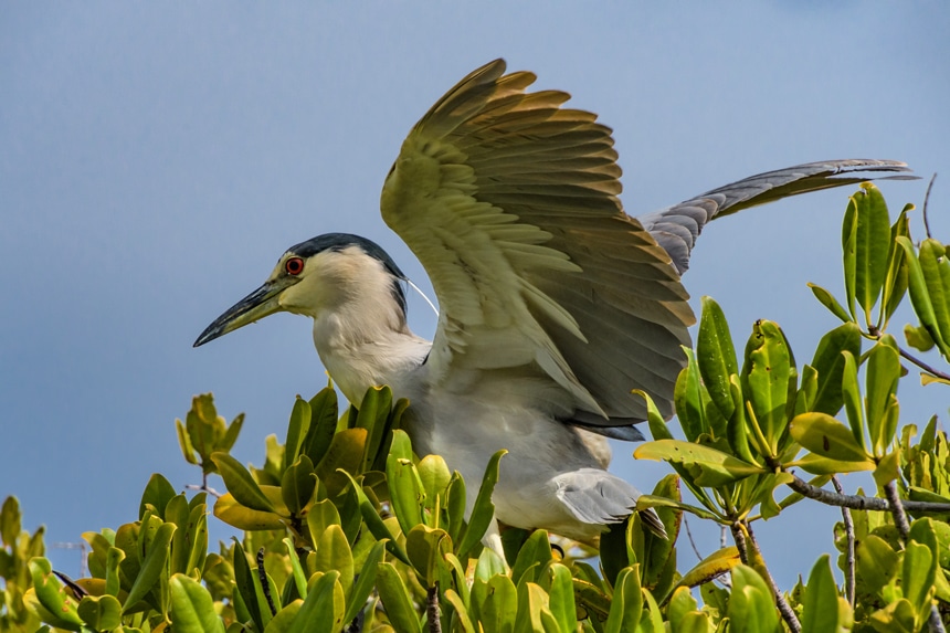 In Baja, a white bird with a black head crest  extends its brown wings as it sits at the top of a green shrub. 
