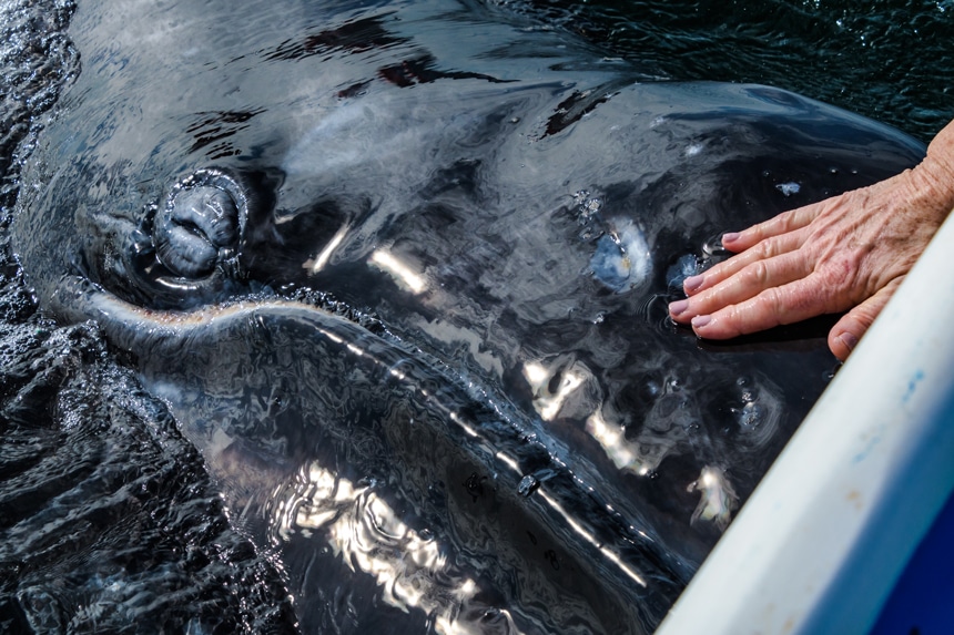 The large face of a gray whale extends out of the water as a humans hand touches it above its mouth on its nose. 