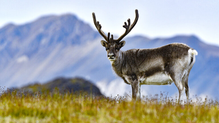 Svalbard reindeer with brown back fur and white belly and long brown antlers stand in a grassy field against purple mountain range.
