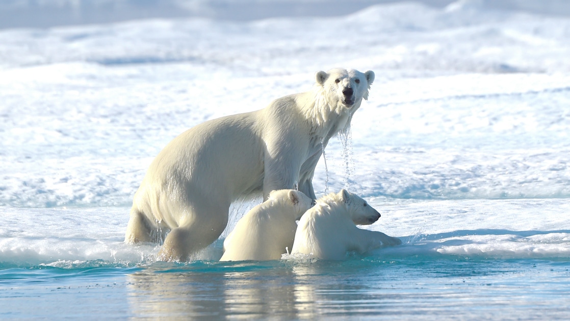 Mother polar bear & 2 cubs exit calm water onto ice with snow-covered tundra in the background.