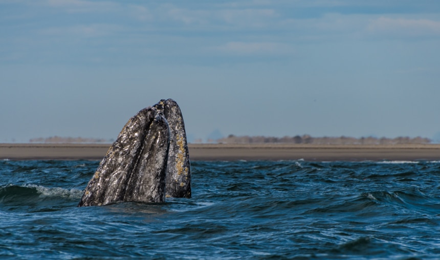 During Baja whale watching season a gray whale breaches the surface of the dark ocean water, showing its massive nose and mouth.