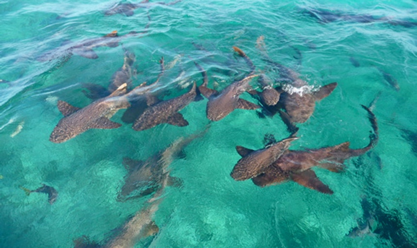 A large group of docile brown nurse sharks, gather at the surface of a bright teal ocean in Belize. 
