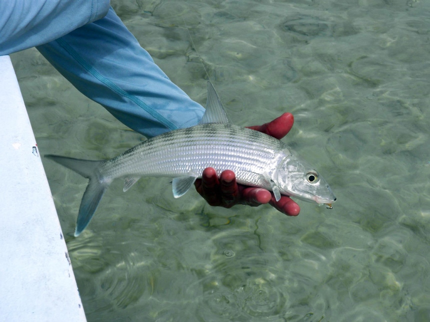 A Bonefish, silver and blue gray shiny scales and fins is held over the ocean water in the hands of a fisherman in Belize.
