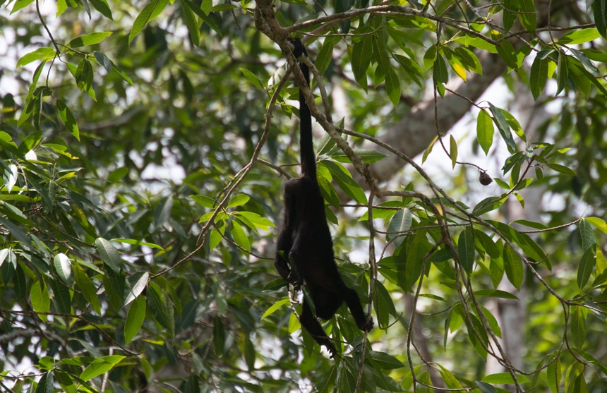 A Black Howler Monkey wraps his tail around a branch and hangs upside down in a lush green tropical tree in Belize.