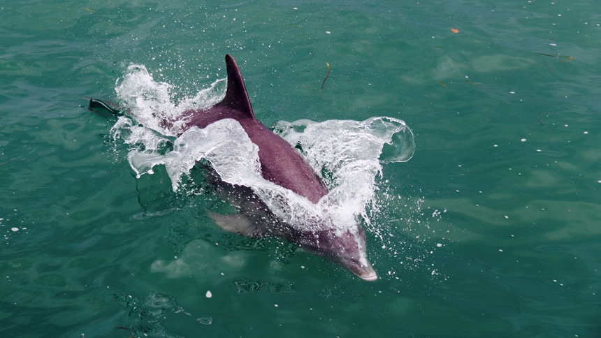 In Belize, a solo dolphin jumps and breaches the surface of the deep green ocean water, making a splash.  