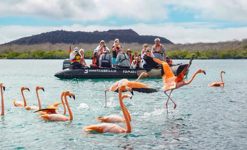 In the Galapagos. travelers wearing orange life jackets sit inside a black inflatable skiff boat as it cruises past a flock of flamingos floating in the water