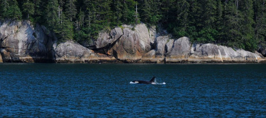 Orca rises above deep blue water with large boulders & green forest behind, seen during the Prince William Sound Cruise & Rail Adventure.