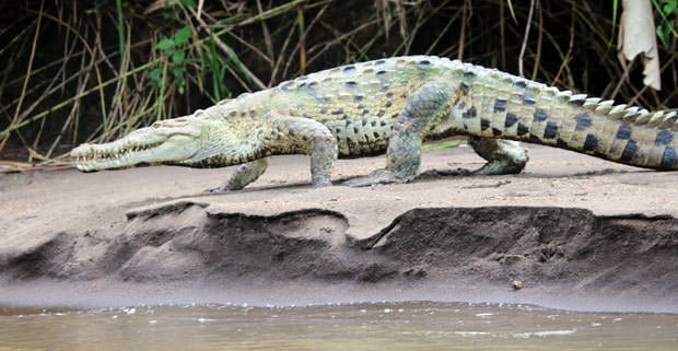 Crocodile walking on a sandy shoreline of a river in Costa Rica.
