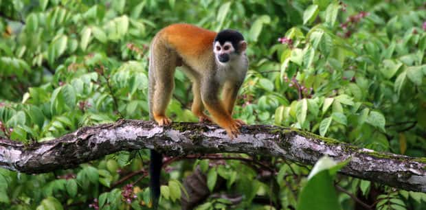 Monkey walking across a branch in Costa Rica.