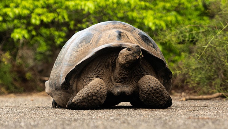 Giant tortoise with light brown shell sits in front of bright green foliage during the Aqua Mare Galapagos Cruise.