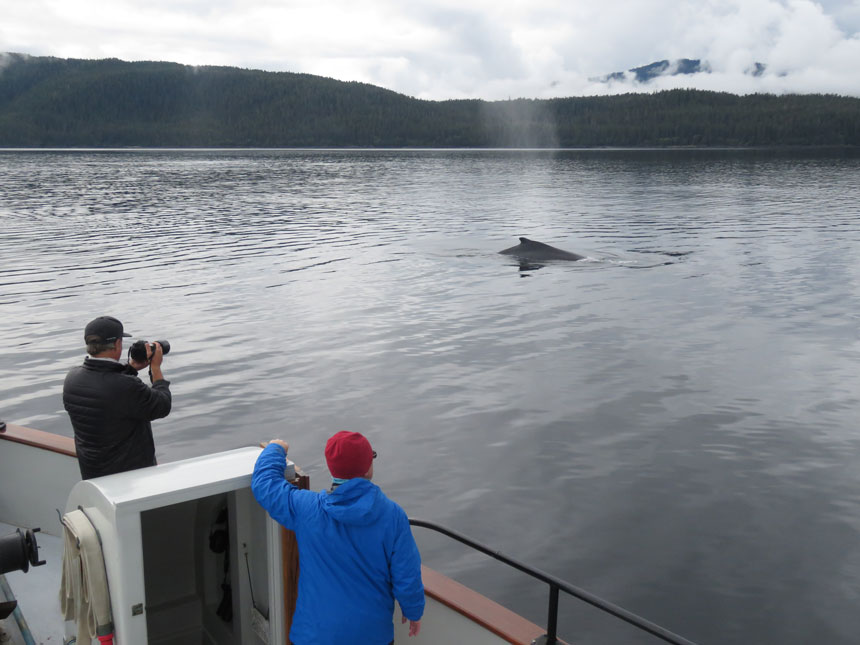 Alaska travelers stand on a cruise ship whale watching & photographing a whale as it exits and reenters the water.