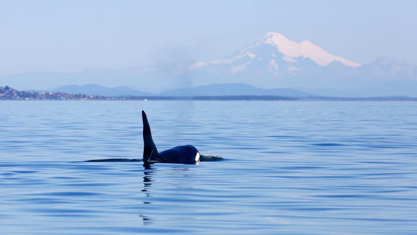 Orca in Alaska comes above the surface of calm water on a hazy day, seen while whale watching Prince William Sound.