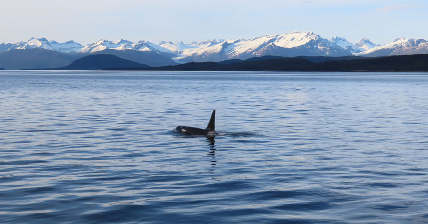 sighting of orcas in Alaska, with 1 cresting above the water's surface in calm seas with snow-covered mountains behind.