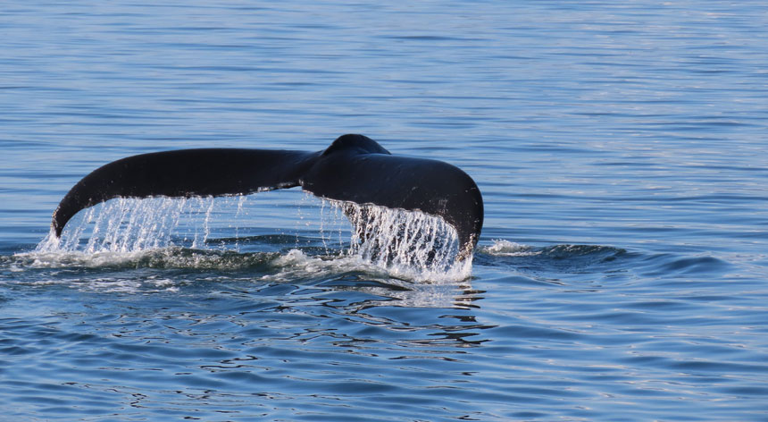 Black fluke with water streaming off of it, seen in calm waters while whale watching Alaska.