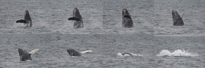 Sequence of a Humpback whale breaching seen whale watching Alaska.