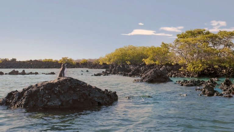 Small Galapagos penguin stands atop a small, above-water rocky outcrop beside green mangrove on a sunny day.