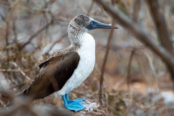 A blue-footed booby bird seen profile view among branches.