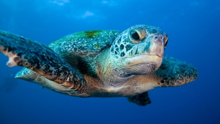 Sea turtle spreads its fins and swims toward the camera in clear blue water during a Galapagos Sky liveaboard dive cruise.