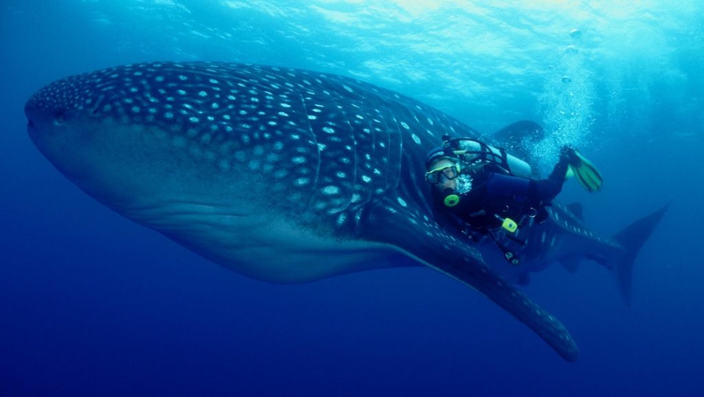 Diver in black wetsuit with yellow regulator swims beside giant spotted whaleshark in dark blue waters on Galapagos Sky dive.
