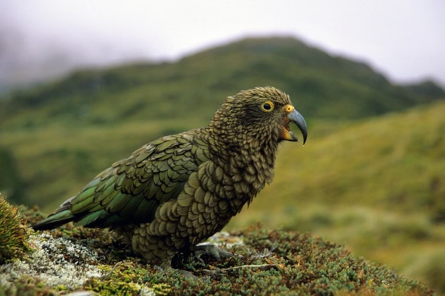 green kea bird seen among green hillsides on a new zealand cruise