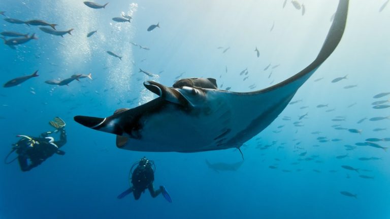 2 divers swim beside a large manta ray in clear blue water, experienced during cruises from Fiji to Tahiti with Nat Geo.
