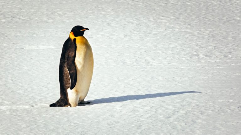 Lone adult emperor penguin with white belly, black back & yellow & orange colorings stands atop the snow in Antarctica.